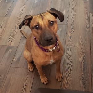 Meet your Posher, Carrie